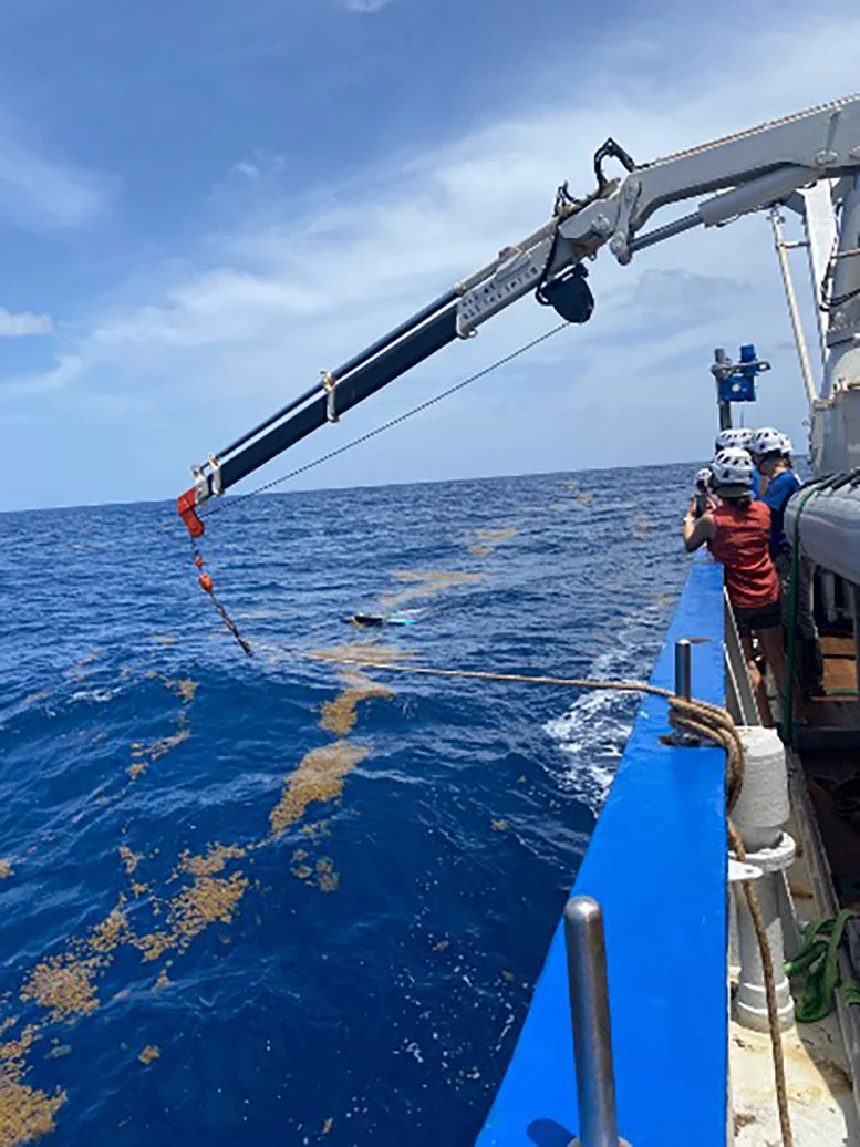 AI遥测研究显示全球海洋“漂浮藻类”爆发式扩张趋势