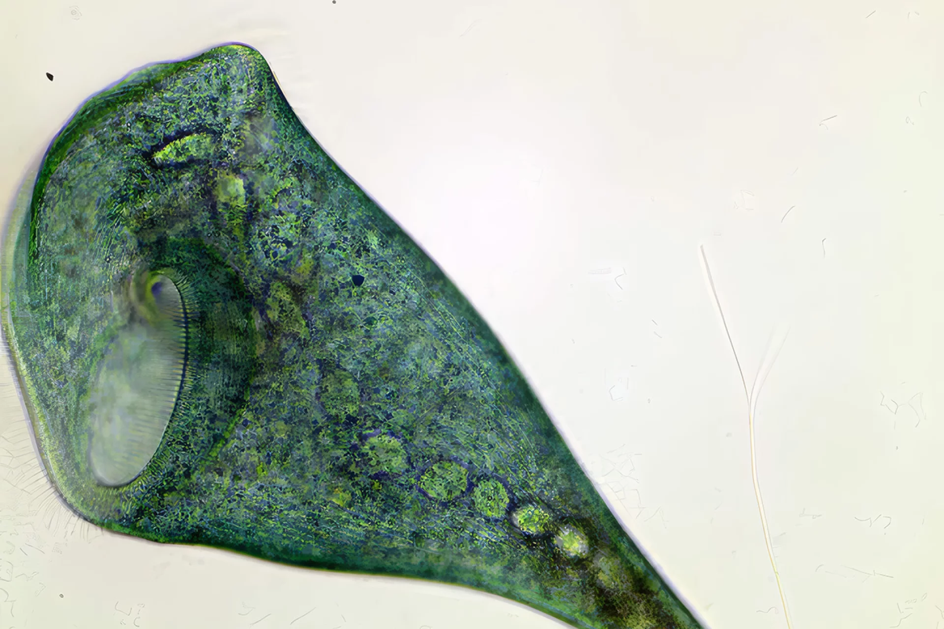 哈佛团队发现无脑原生生物也具备联想学习能力