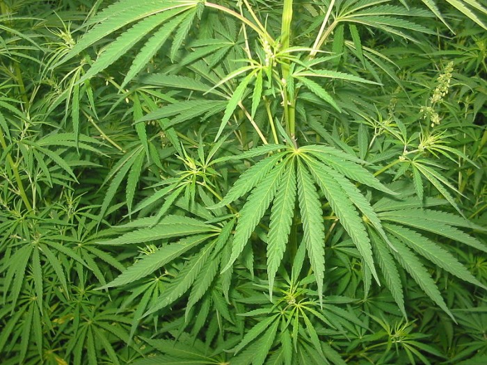 美国将特定大麻产品重新归类为危险性较低的毒品