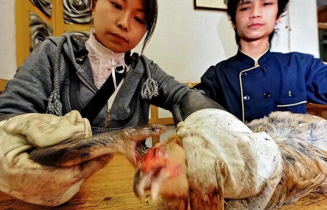 被眼镜蛇咬过的土鸡才是一等的美味 这是真的吗?