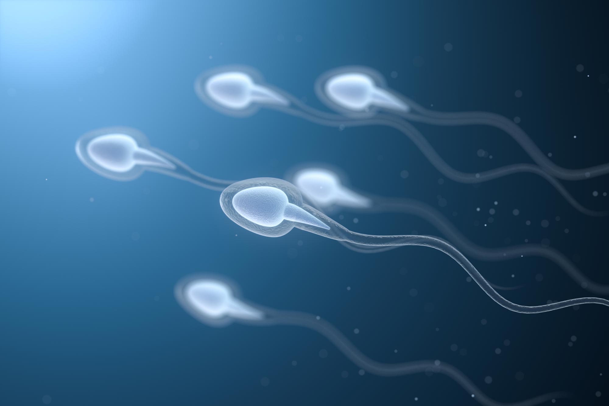 精子似乎能够“绕开”牛顿第三定律 新研究揭示其微观游动新机制