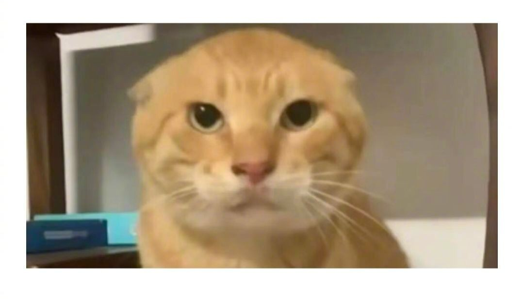 “耄耋猫”“咕咕嘎嘎”等被字节抢注版权 网友质疑赛博圈地