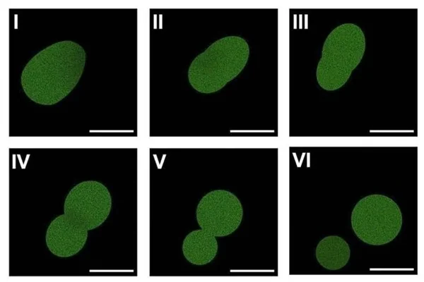 科学家宣布造出全球首个能自主进食、生长、生娃的人造生命