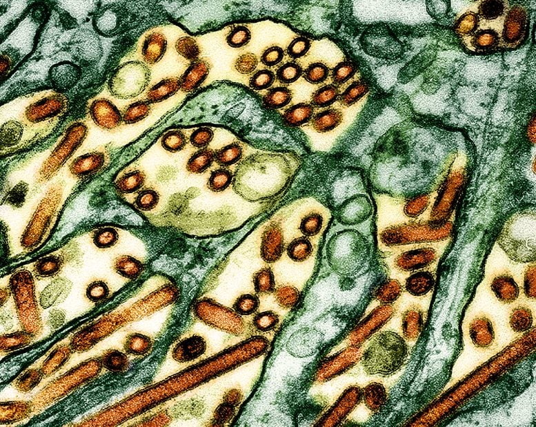 新西兰首次检出H5N1禽流感 病毒源自迁徙海鸟