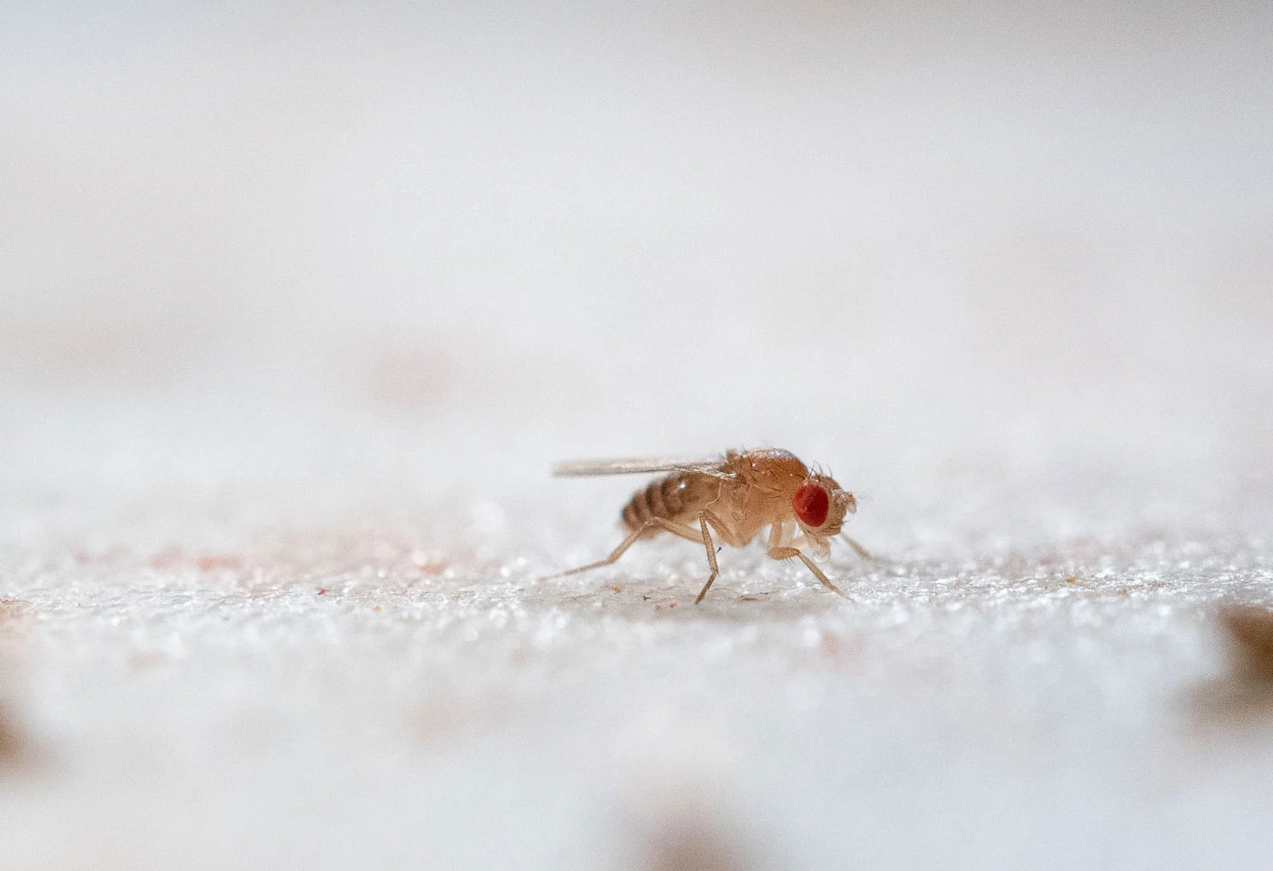 研究发现环境湿度可调控昆虫生物钟 影响其日常作息