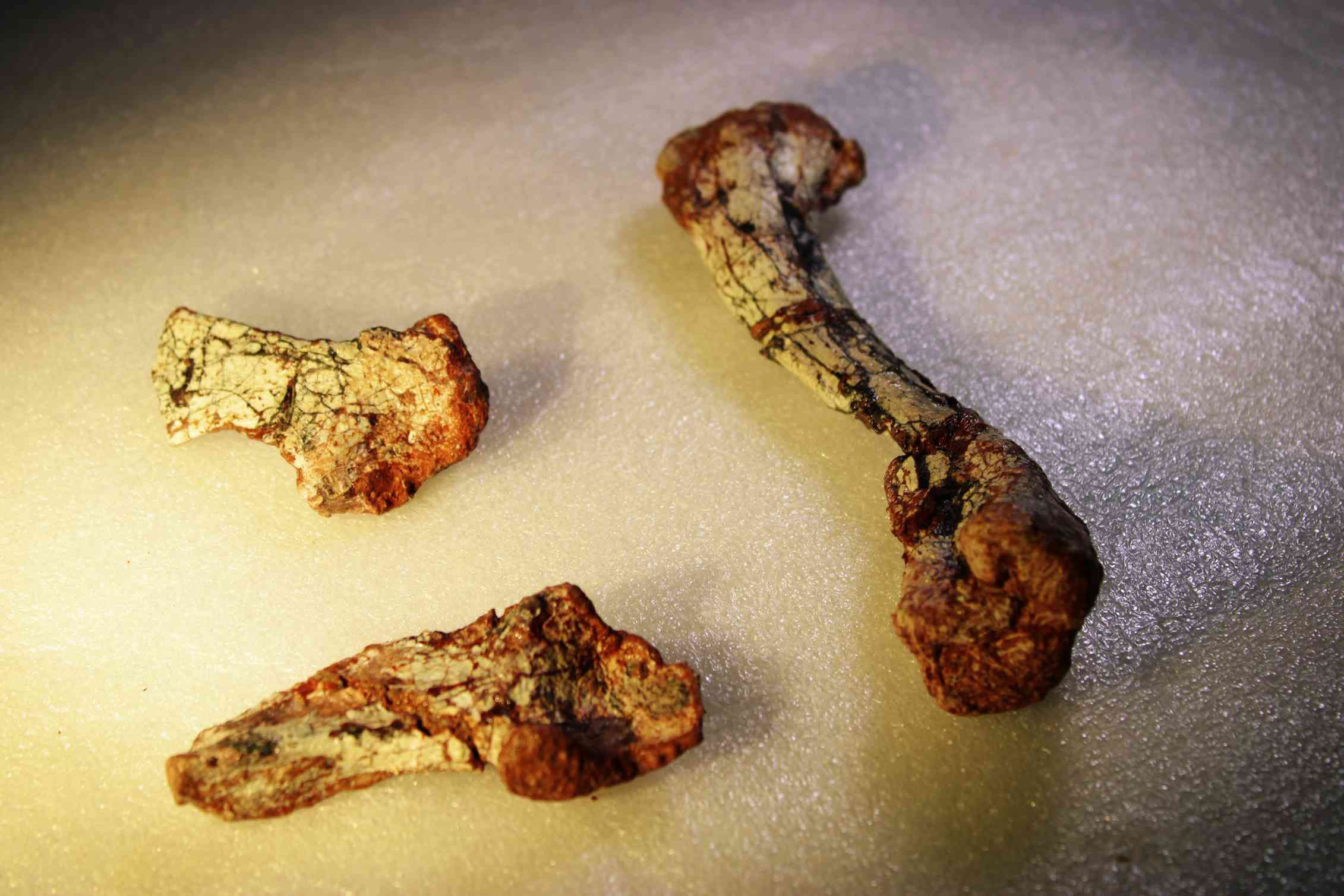 古生物学家发现生活在约2.4亿年前中三叠世的爬行动物化石