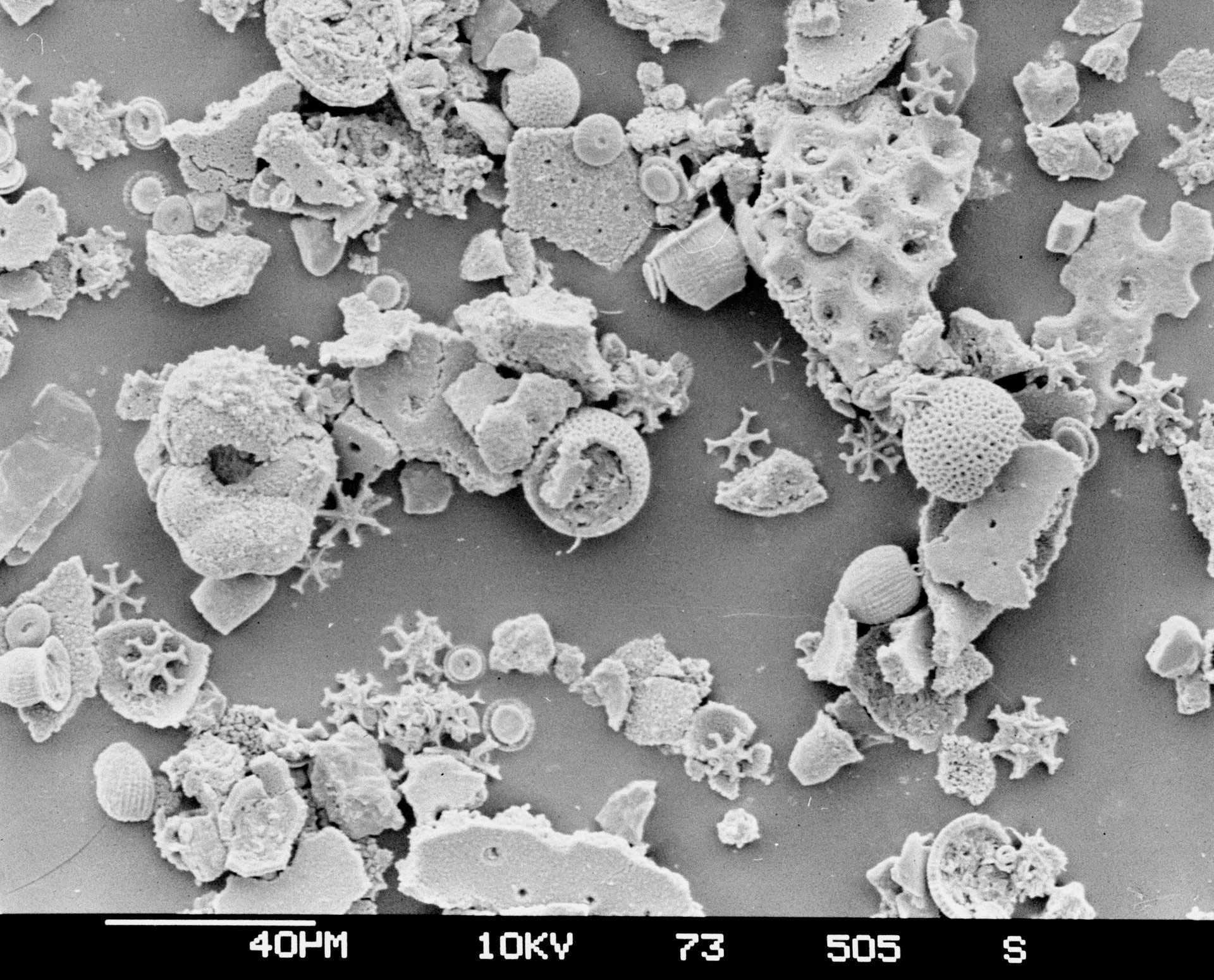 地球首批复杂生物化石或为探寻外星生命提供关键线索
