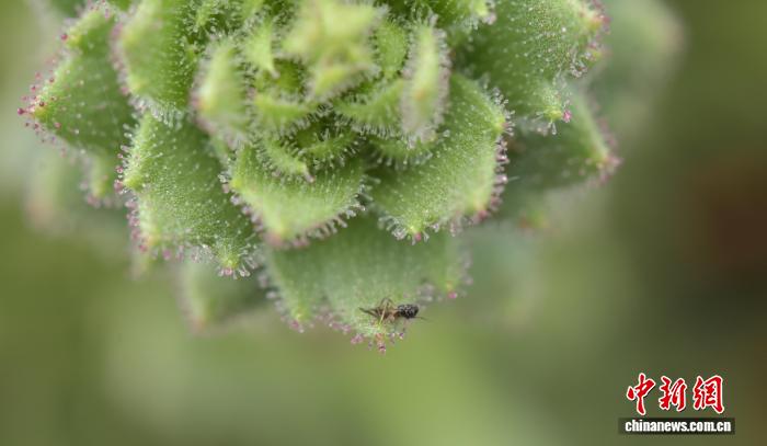 自然界真的存在食肉植物谱系?青藏高原灯架虎耳草实证达尔文预测