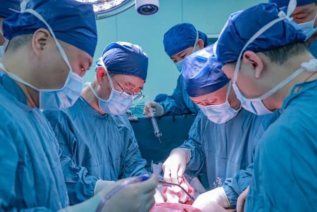 猪器官移植人体 中国科学家蹚出一条“救命路”