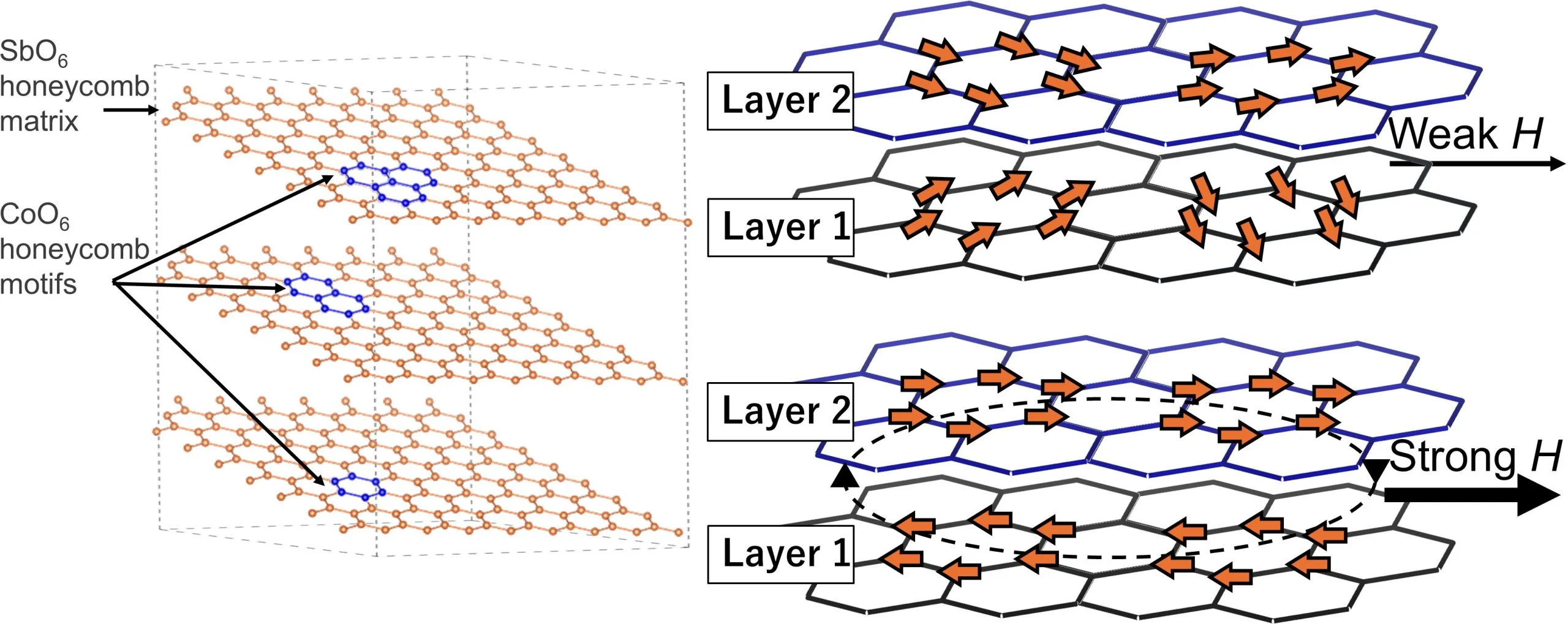 科学家制作出基于金属钴的“蜂窝”磁性结构 有望降低未来量子技术研发成本