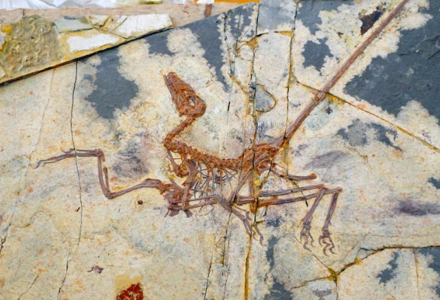中国古生物学家取得重要成果 建立小盗龙亚科新属新种:巴氏诺瑞龙