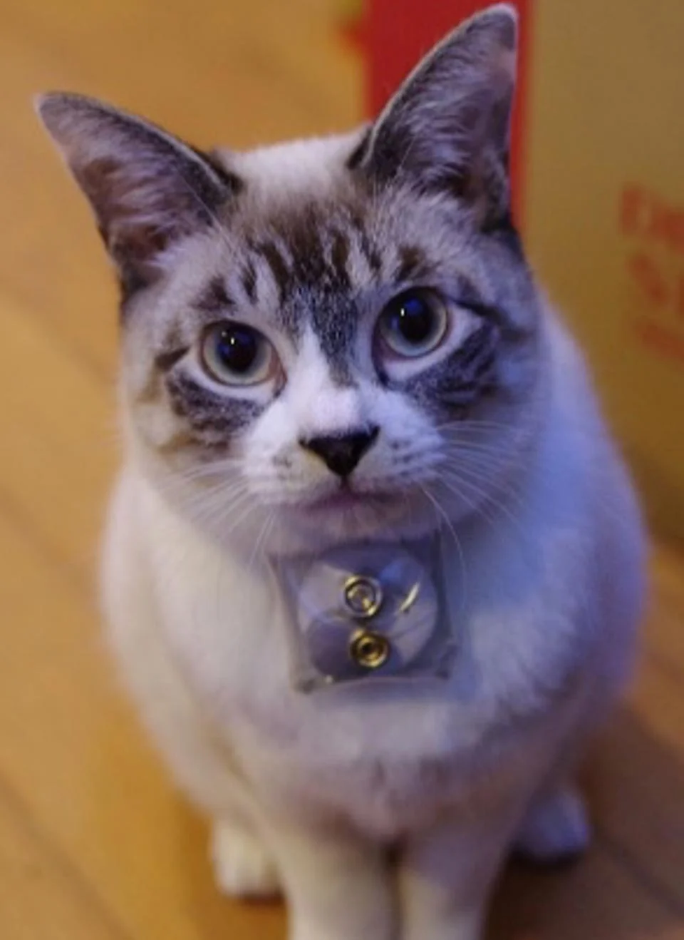 科学家发现猫与主人存在意想不到的生理联系 与催产素水平相关